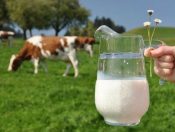 Sữa tươi là gì?