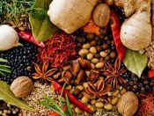 Máy sấy lá cây, thuốc nam, thảo dược giữ hương giữ màu